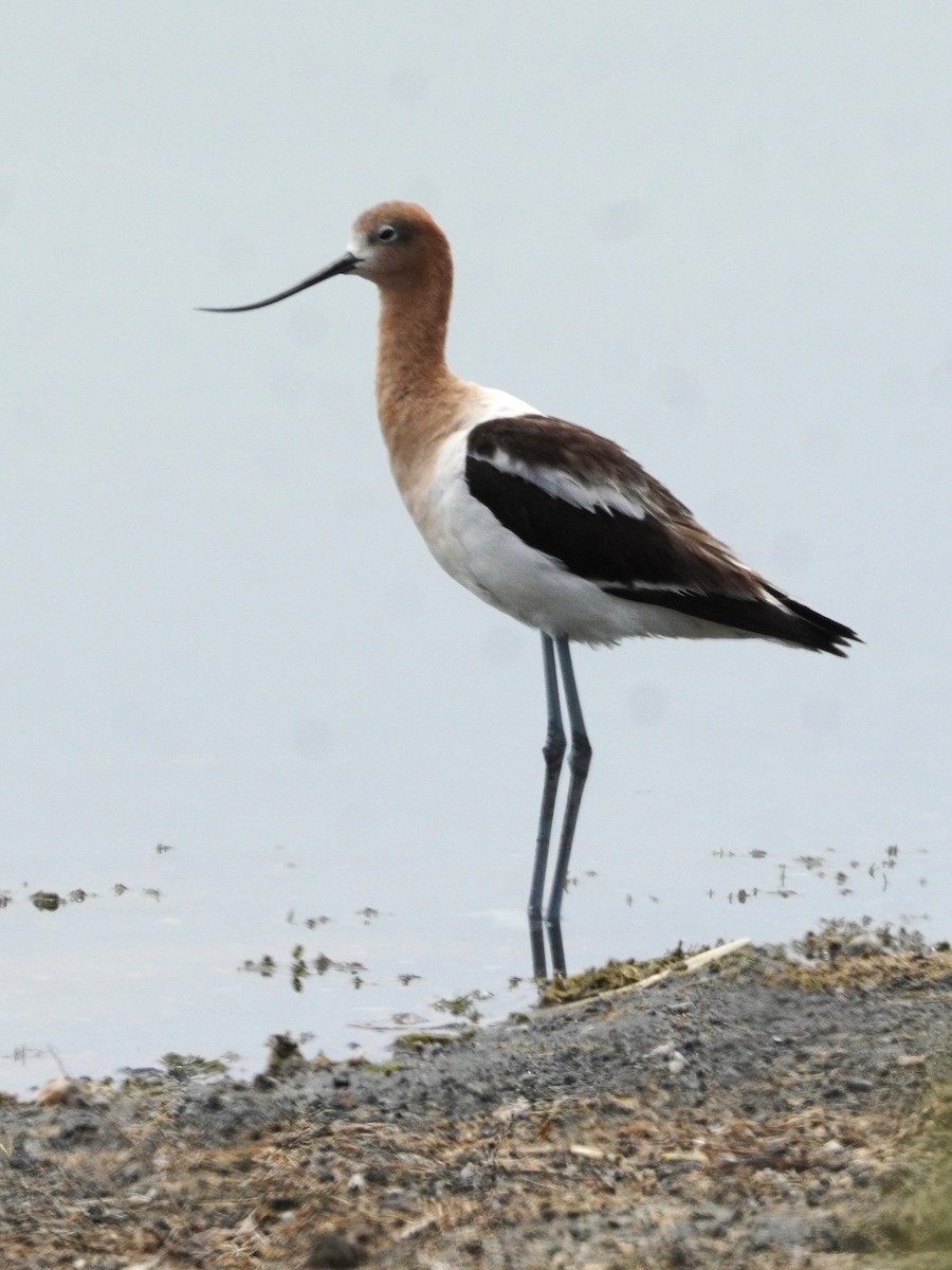 American Avocet - ML638835544