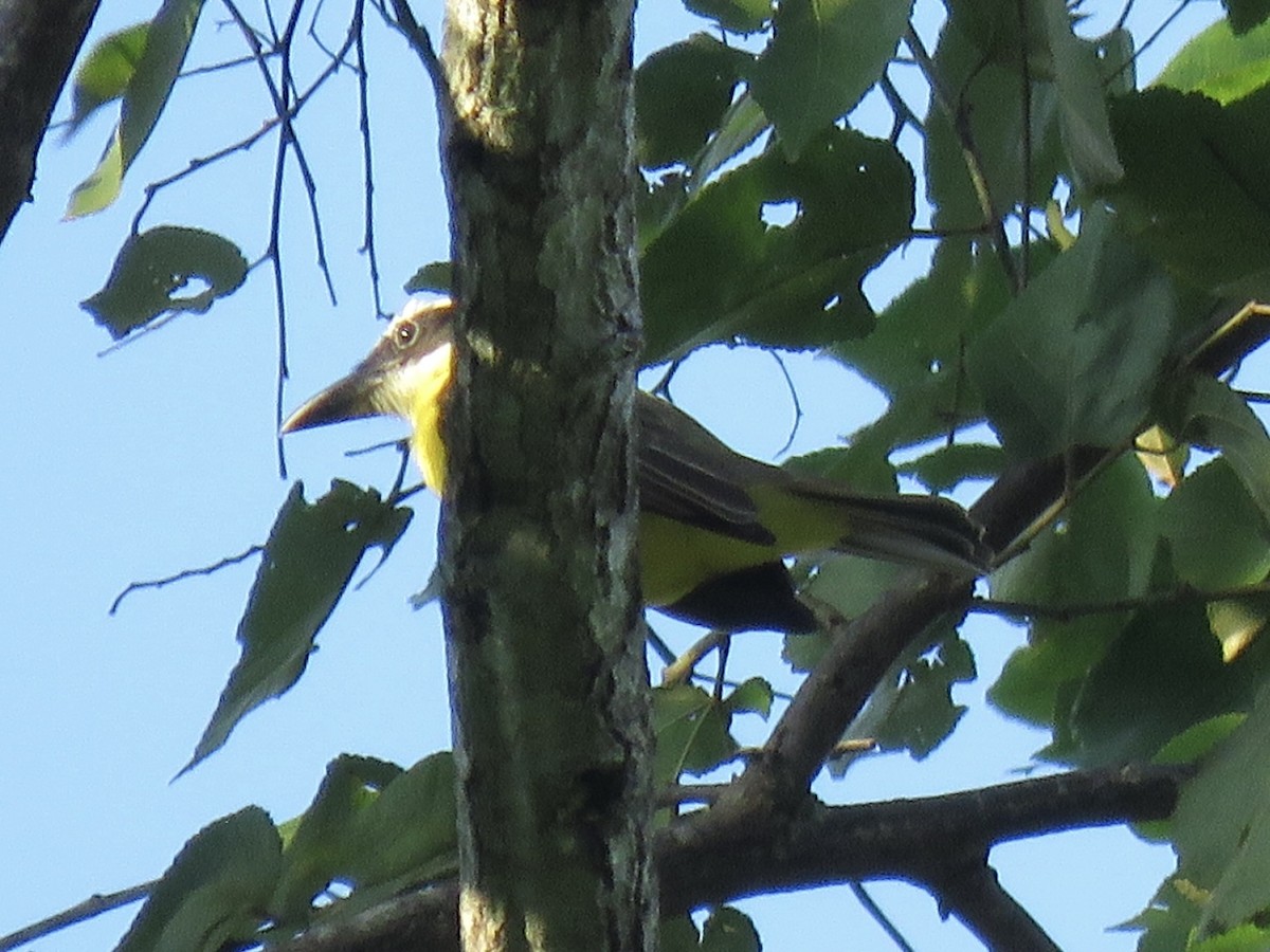 Boat-billed Flycatcher - ML638835550