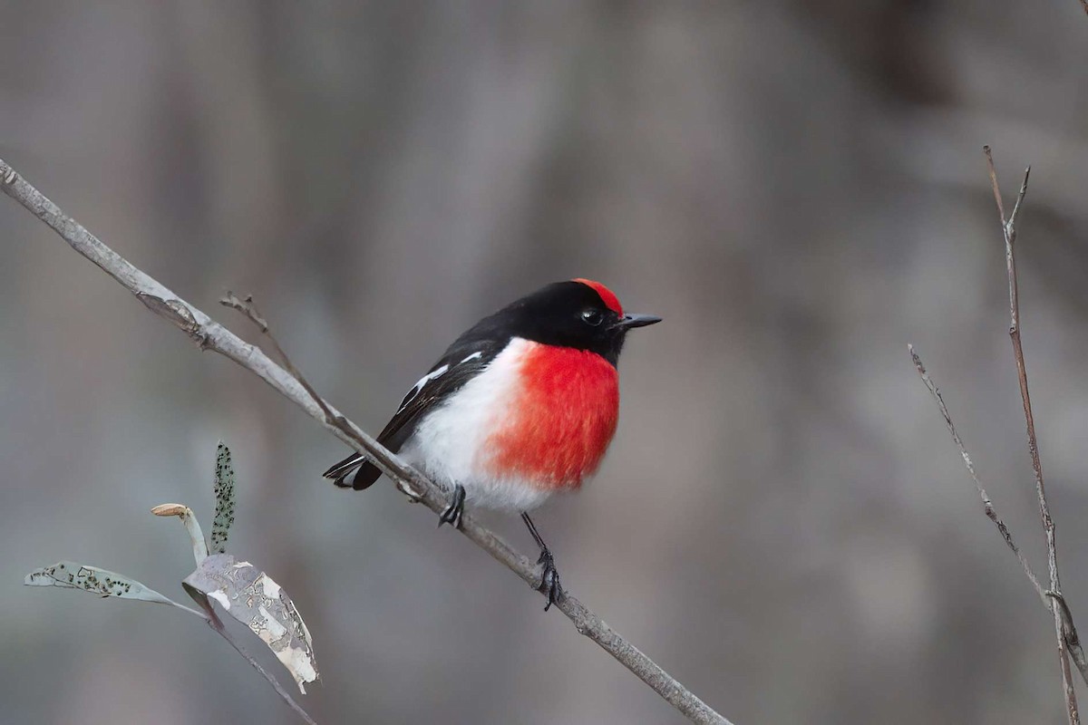 Red-capped Robin - ML638835551