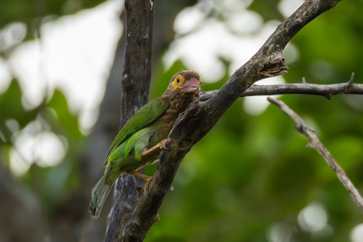 Brown-headed Barbet - ML638835557
