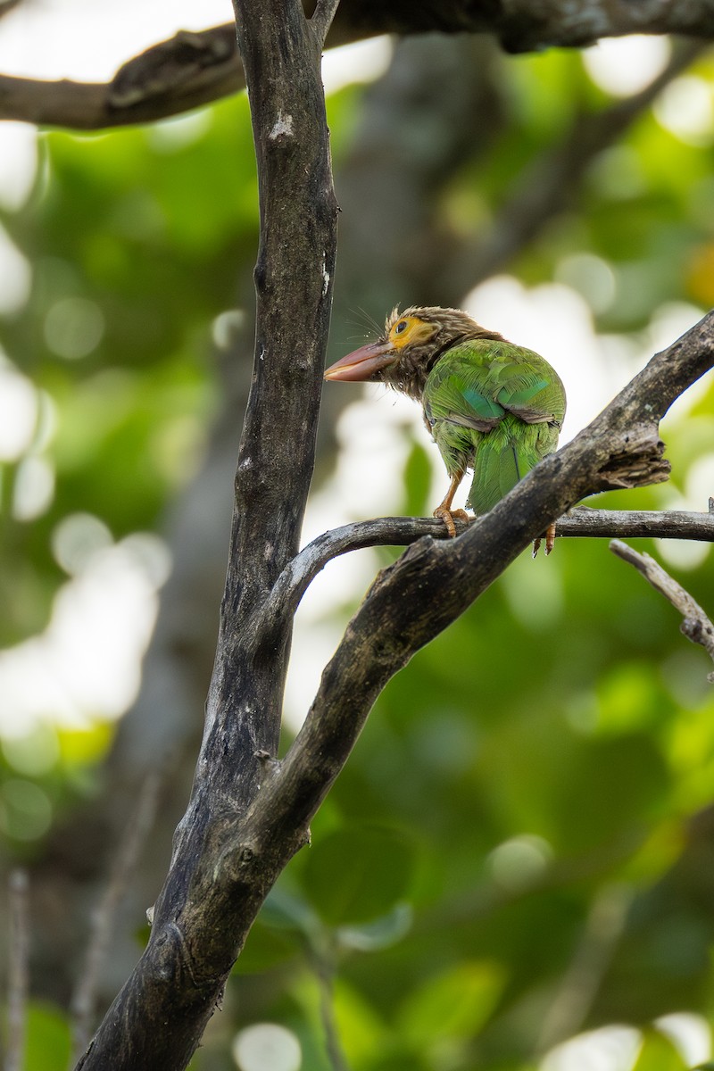 Brown-headed Barbet - ML638835558