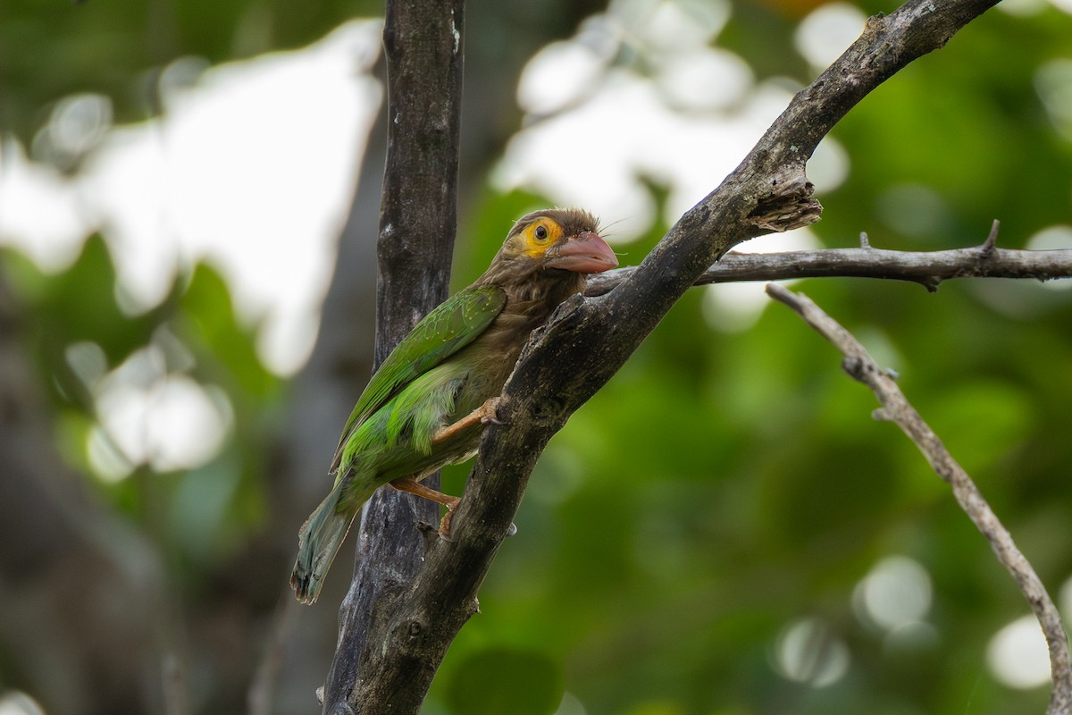 Brown-headed Barbet - ML638835559
