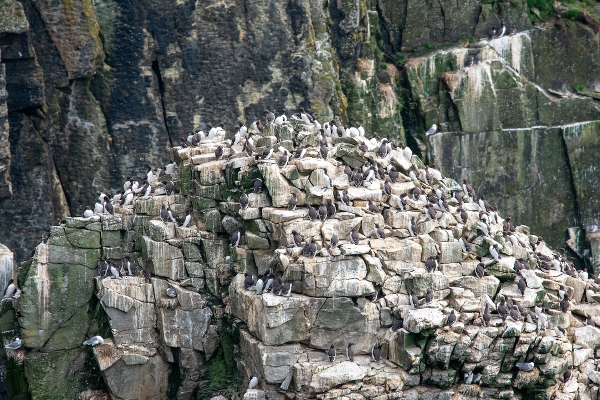 Common Murre - ML638835562
