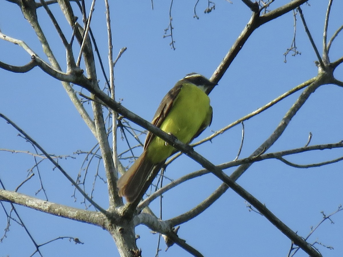 Social Flycatcher - ML638835563