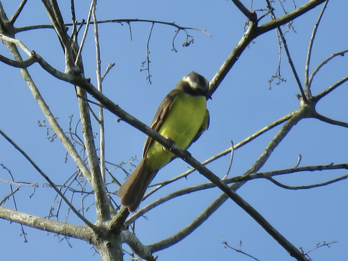 Social Flycatcher - ML638835564