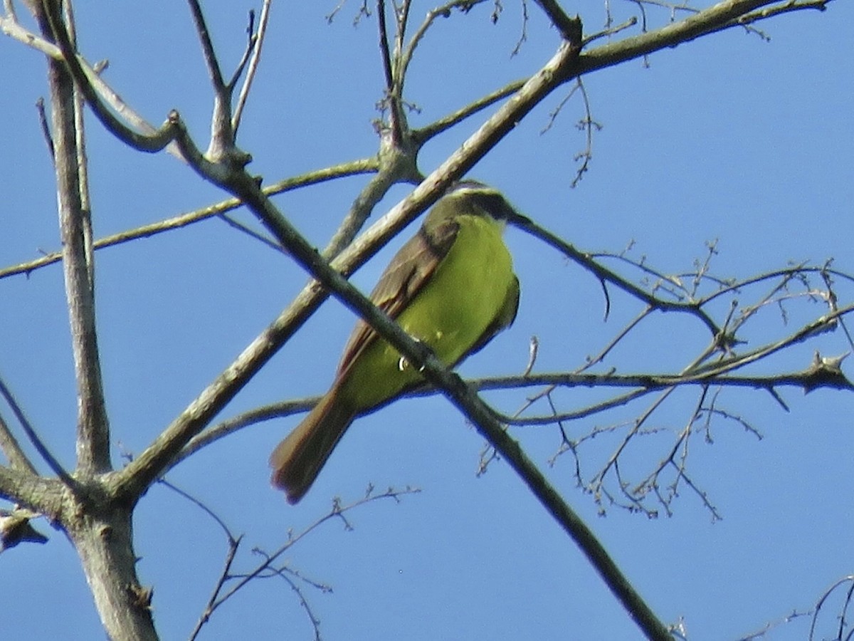 Social Flycatcher - ML638835565