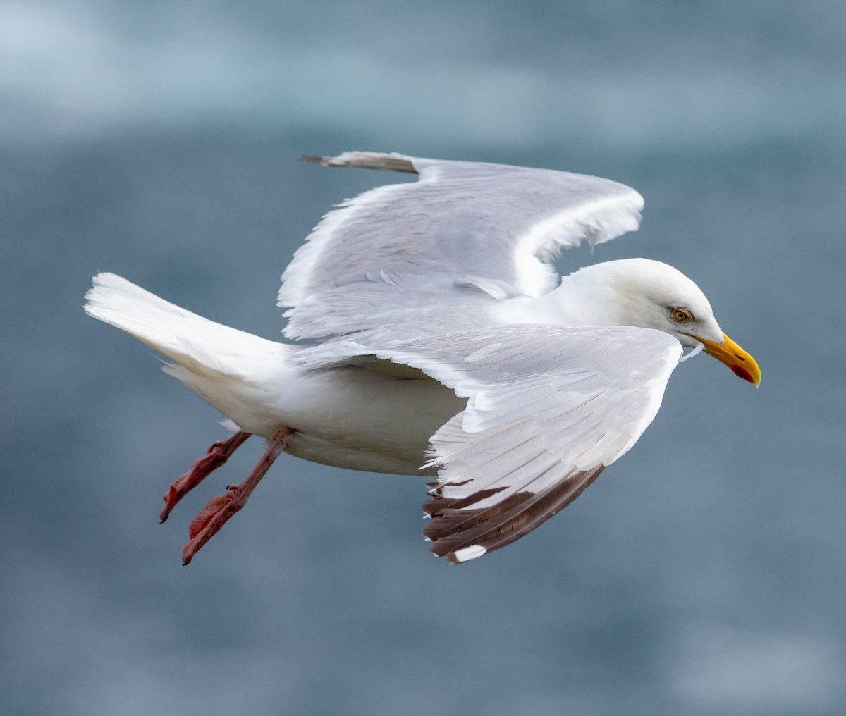 European Herring Gull - ML638835566