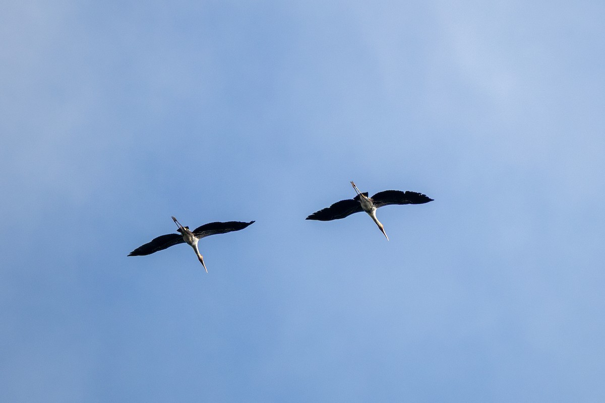 Painted Stork - ML638835568