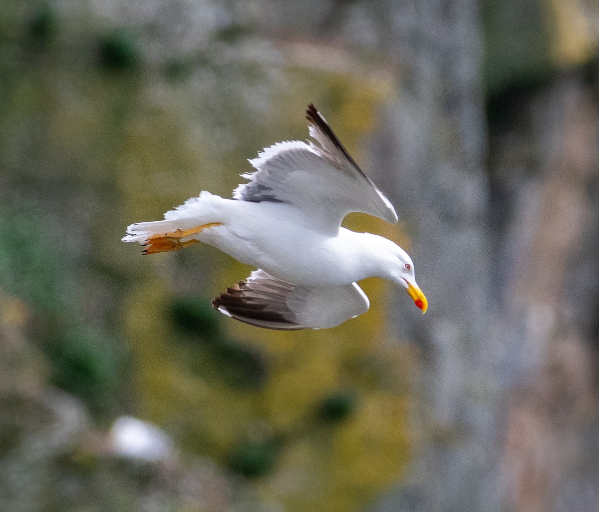 Lesser Black-backed Gull - ML638835569