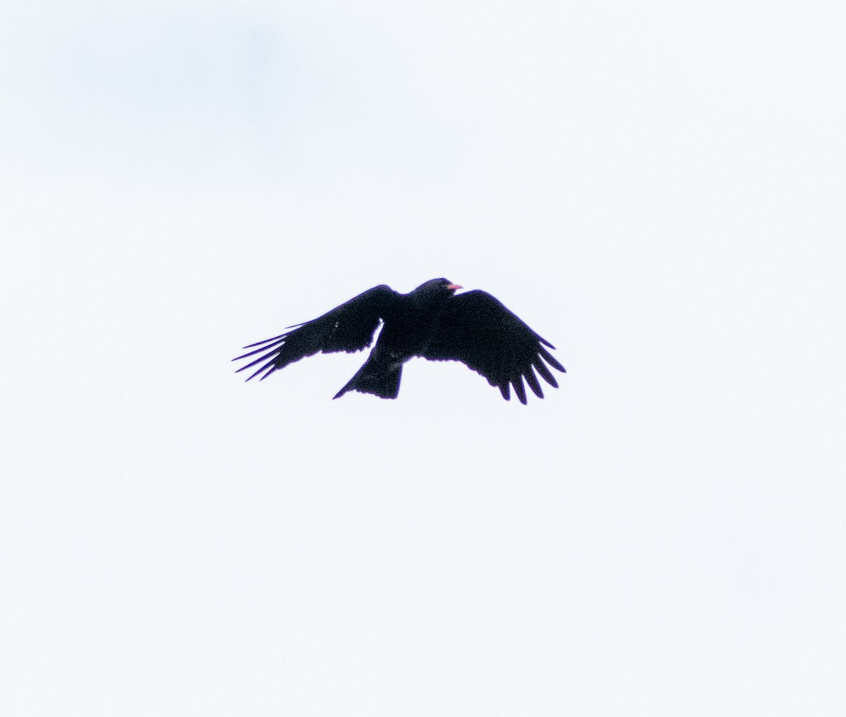 Red-billed Chough - ML638835571