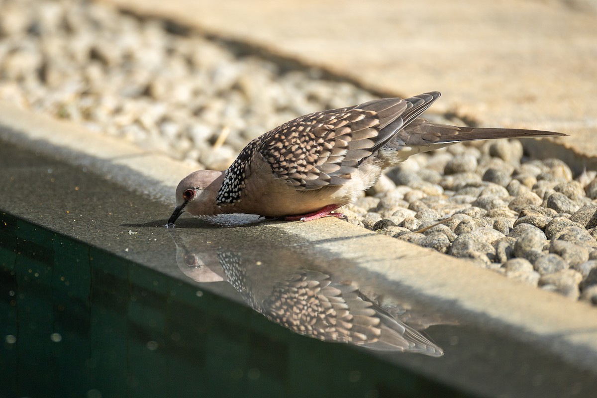 Spotted Dove - ML638835580
