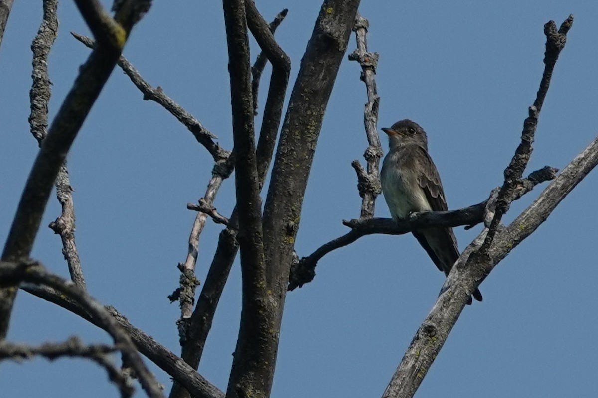 Eastern Wood-Pewee - ML638835589