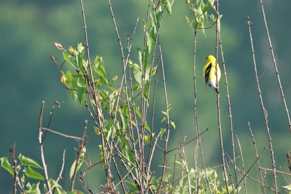 American Goldfinch - ML638835602