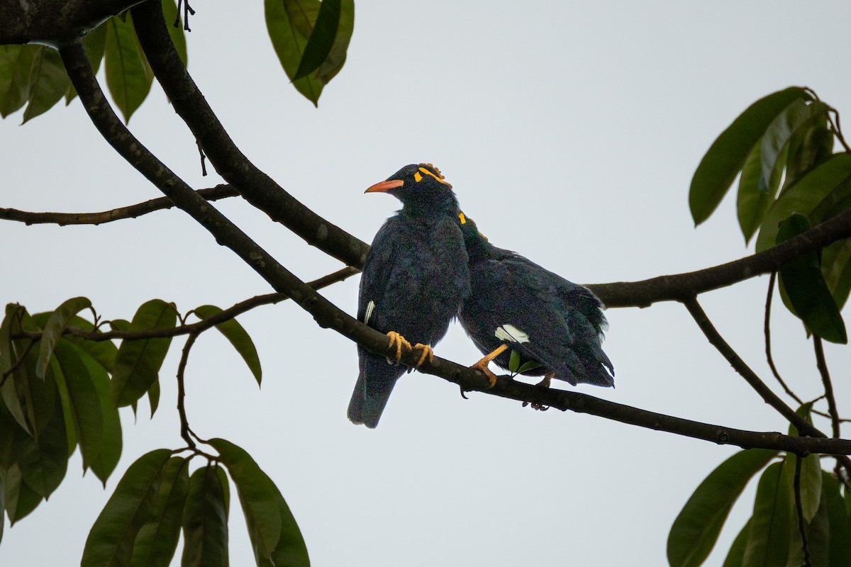 Southern Hill Myna - ML638835604