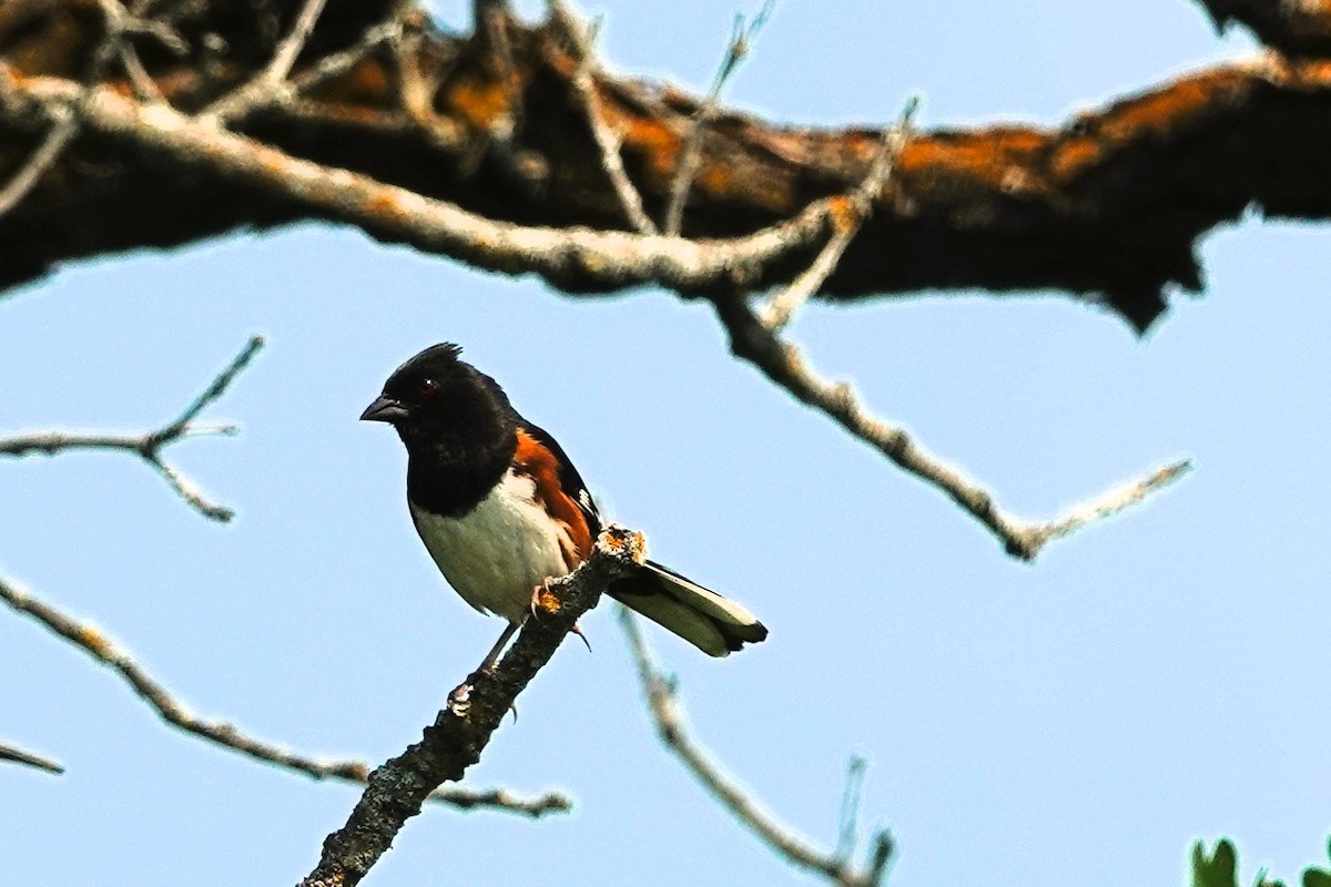 Eastern Towhee - ML638835628
