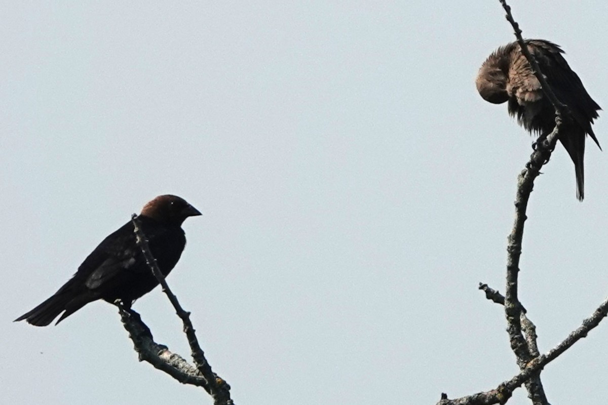 Brown-headed Cowbird - ML638835633