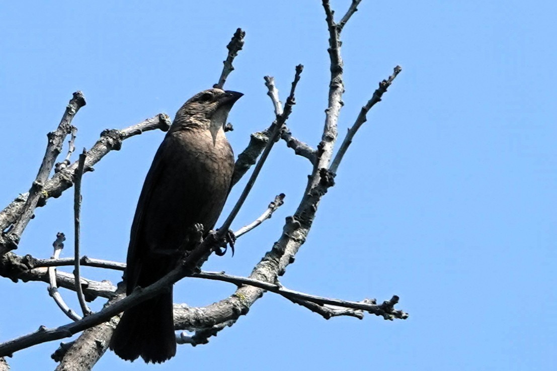 Brown-headed Cowbird - ML638835636