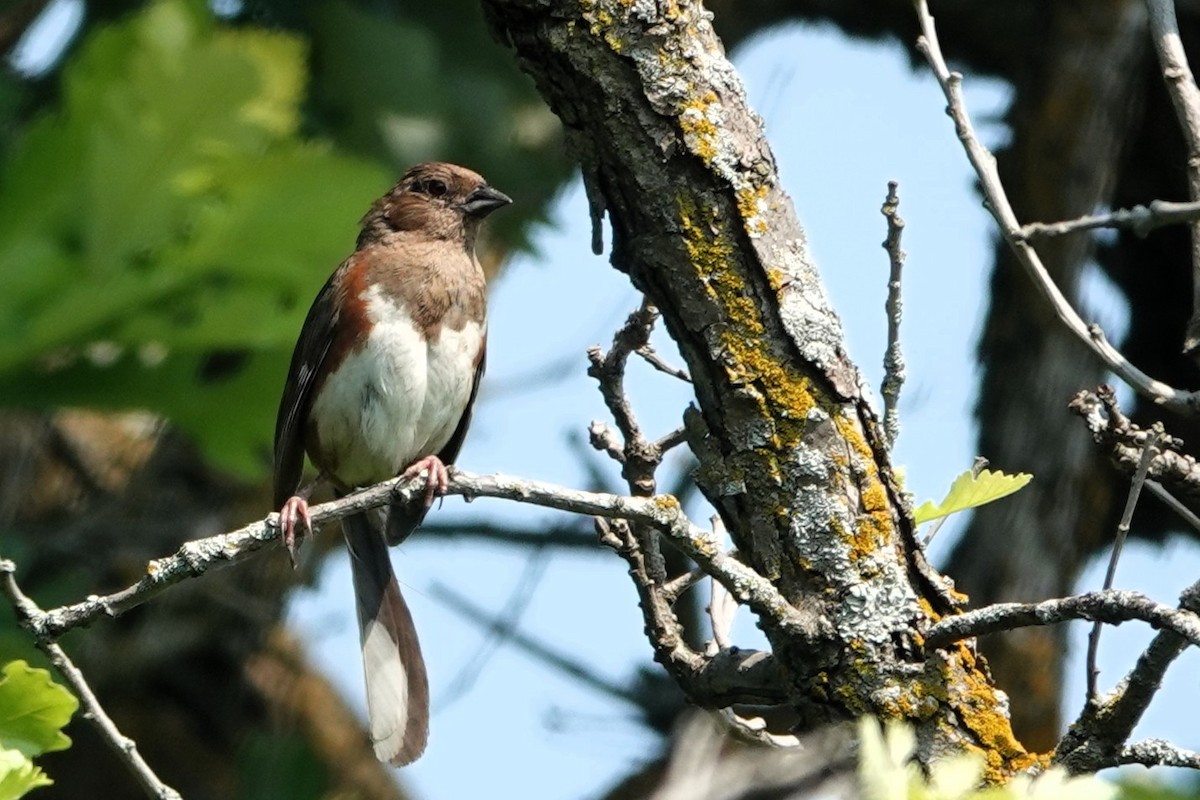 Eastern Towhee - ML638835651