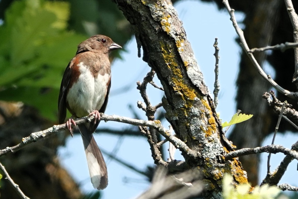 Eastern Towhee - ML638835652