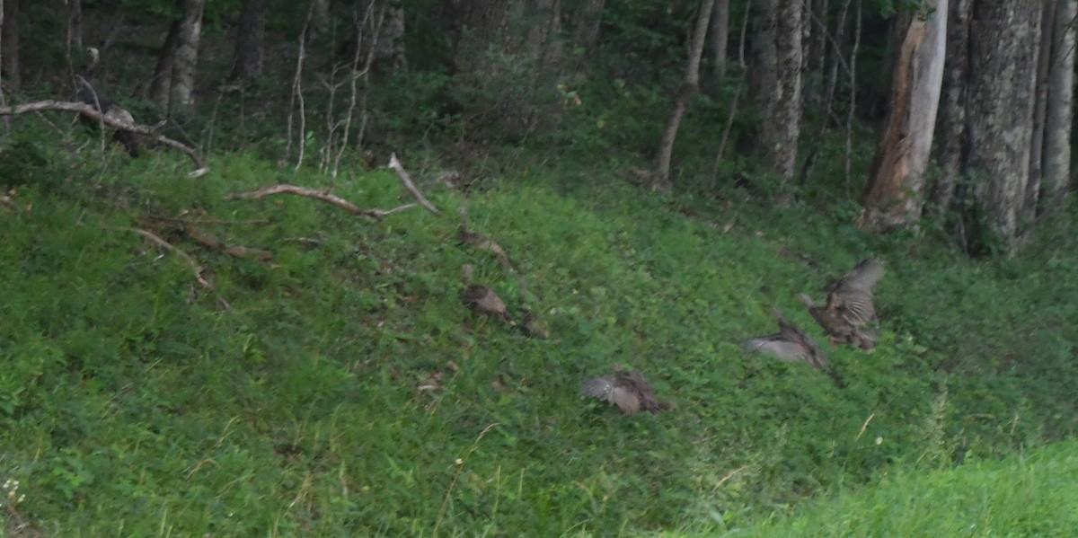 Wild Turkey - ML638835684