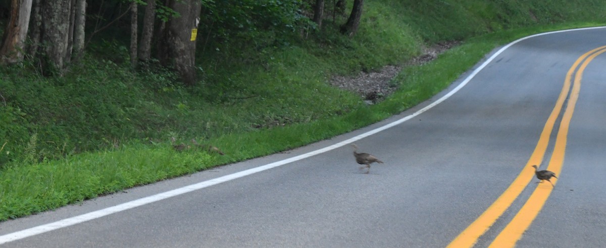 Wild Turkey - ML638835685