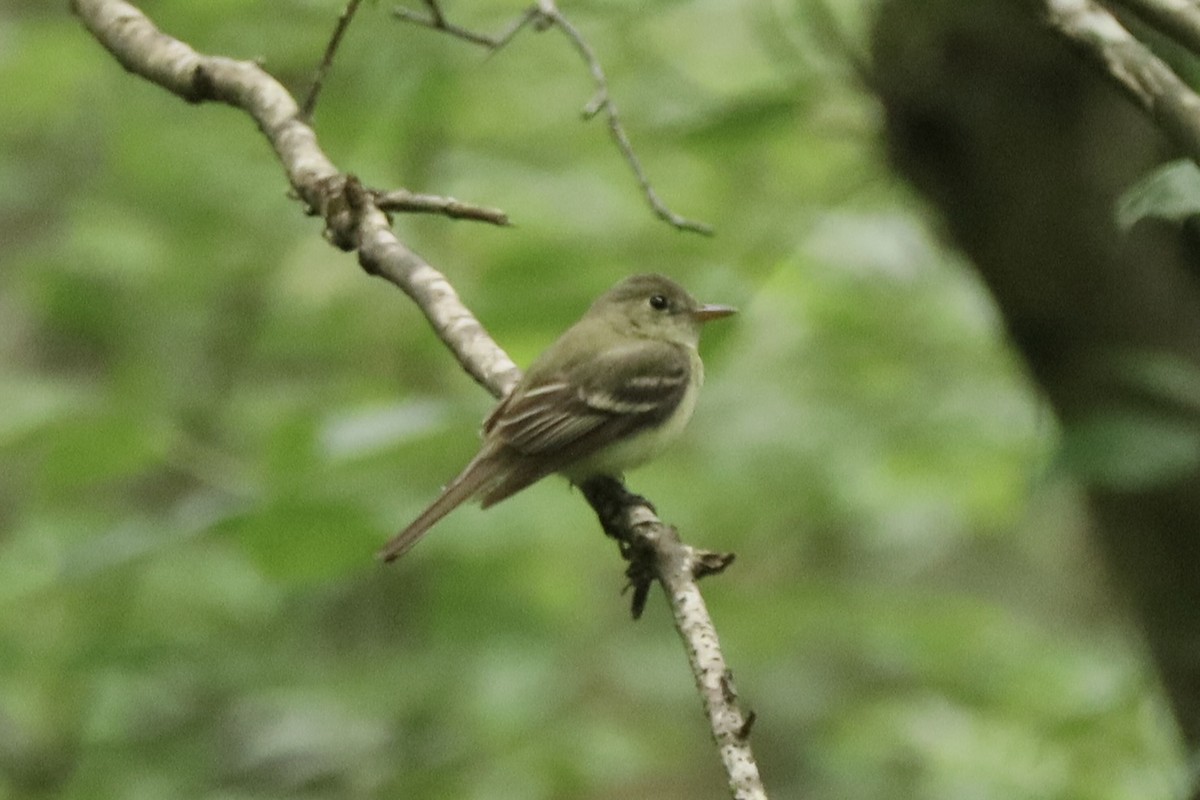 Acadian Flycatcher - ML638835711