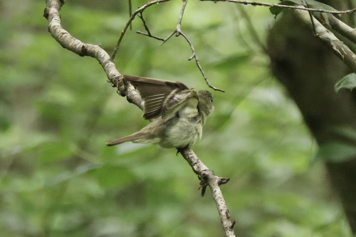 Acadian Flycatcher - ML638835712