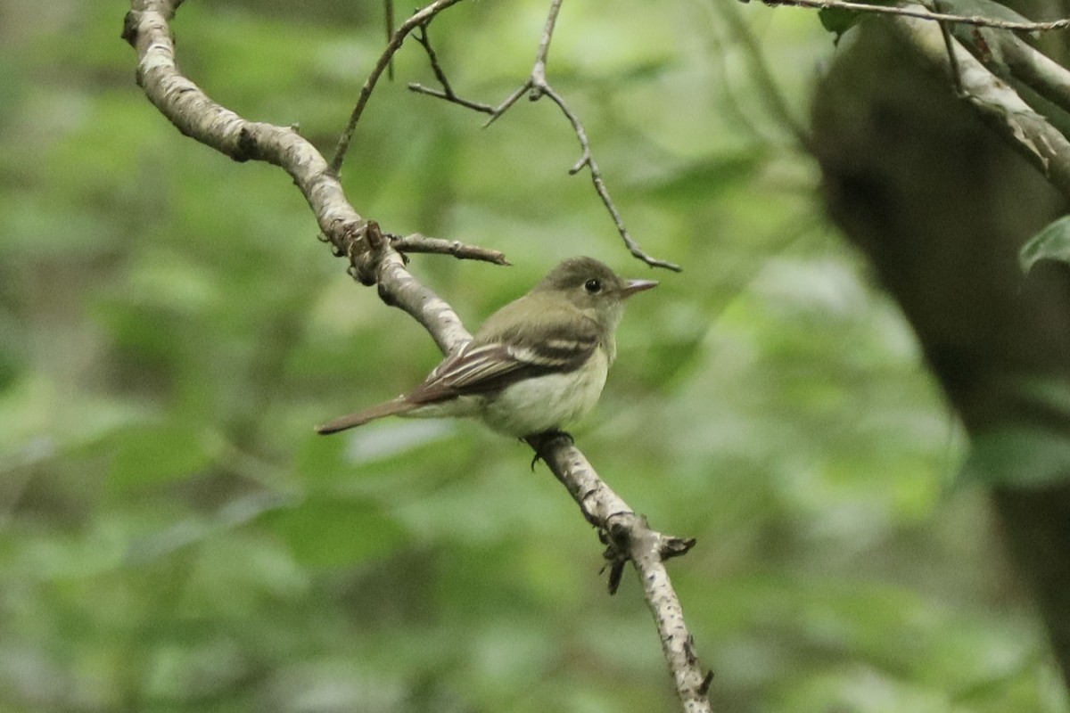 Acadian Flycatcher - ML638835713