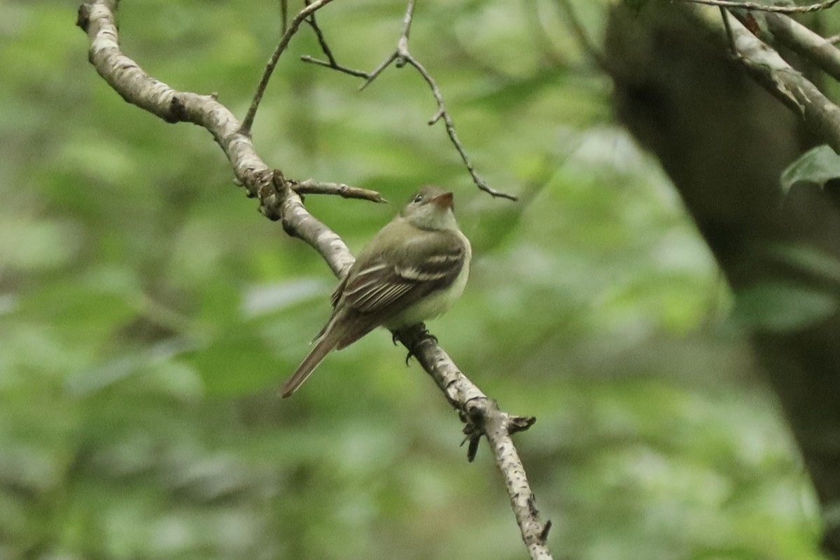 Acadian Flycatcher - ML638835714