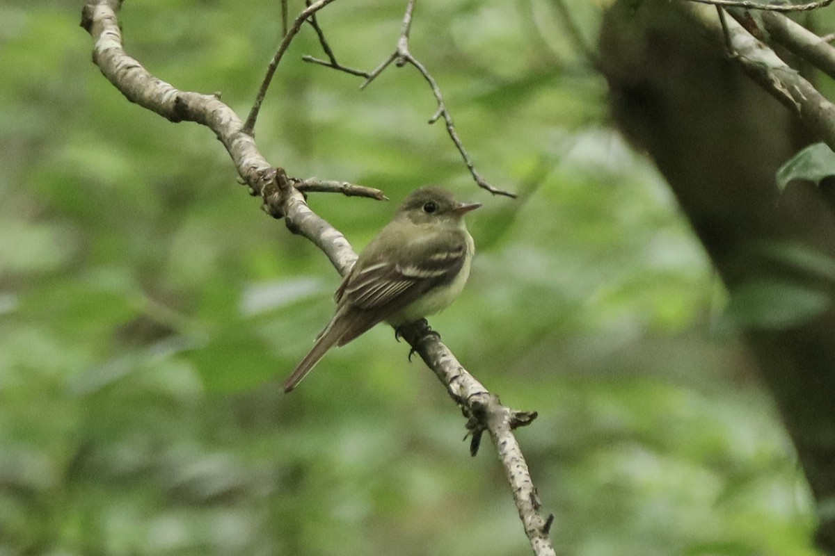 Acadian Flycatcher - ML638835715