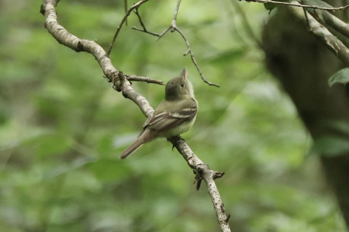 Acadian Flycatcher - ML638835716