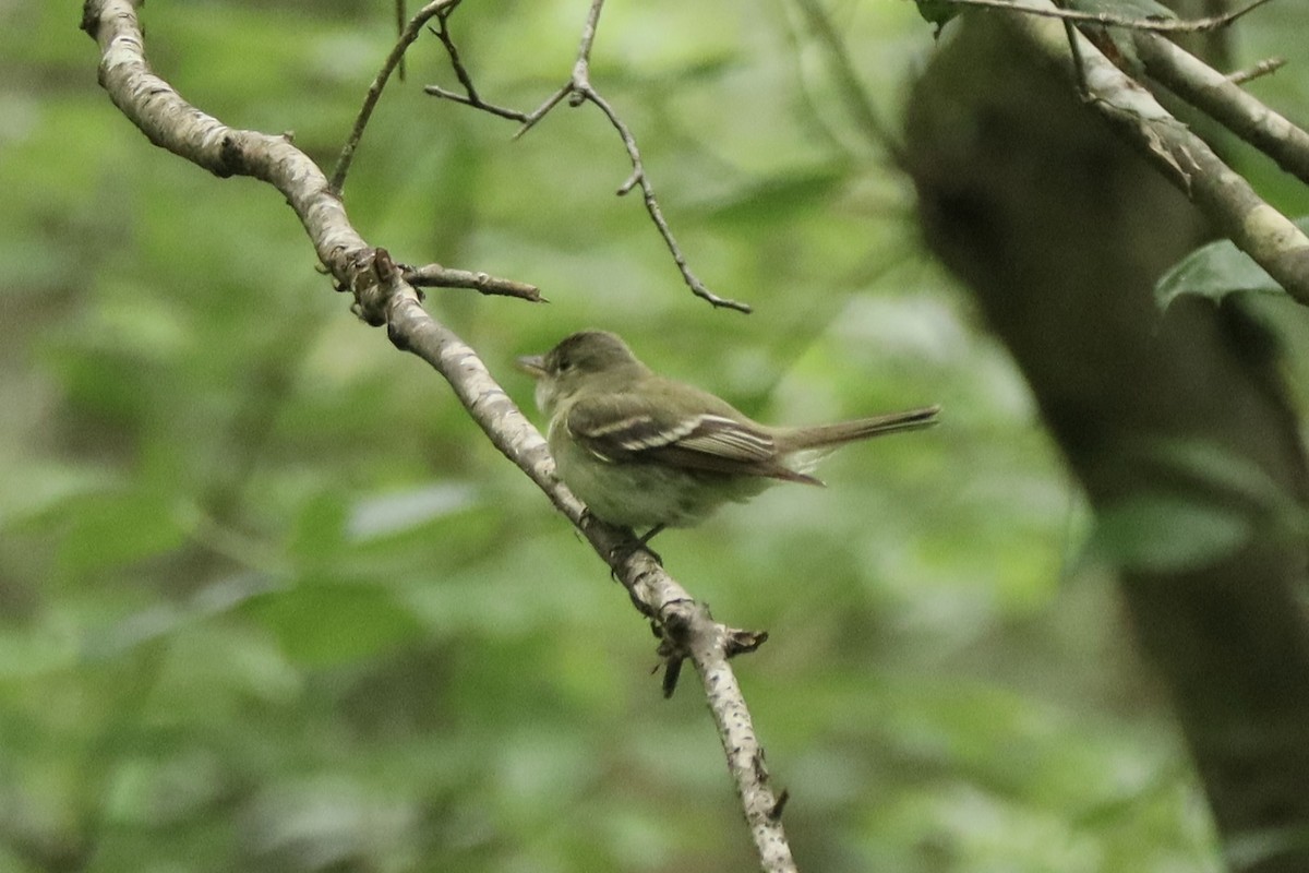 Acadian Flycatcher - ML638835717