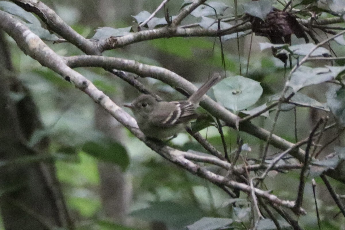 Acadian Flycatcher - ML638835723