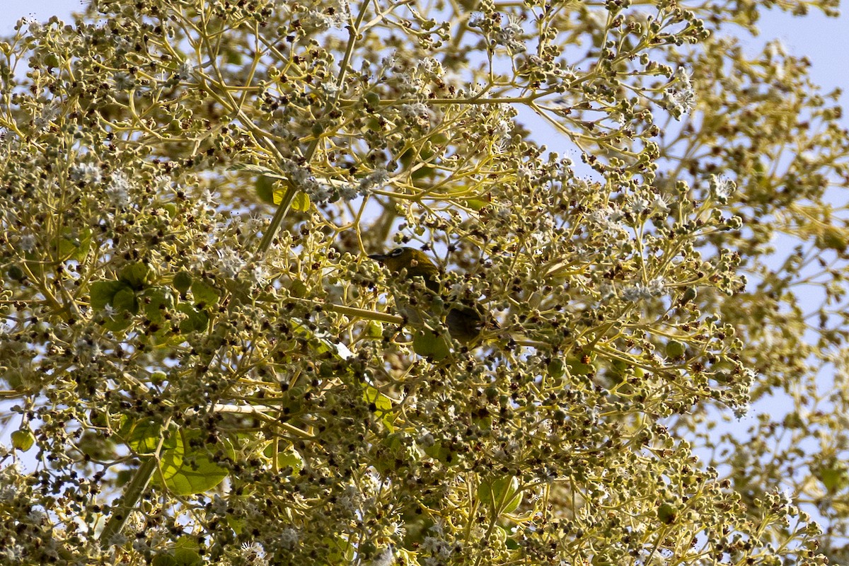 Indian White-eye - ML638835765