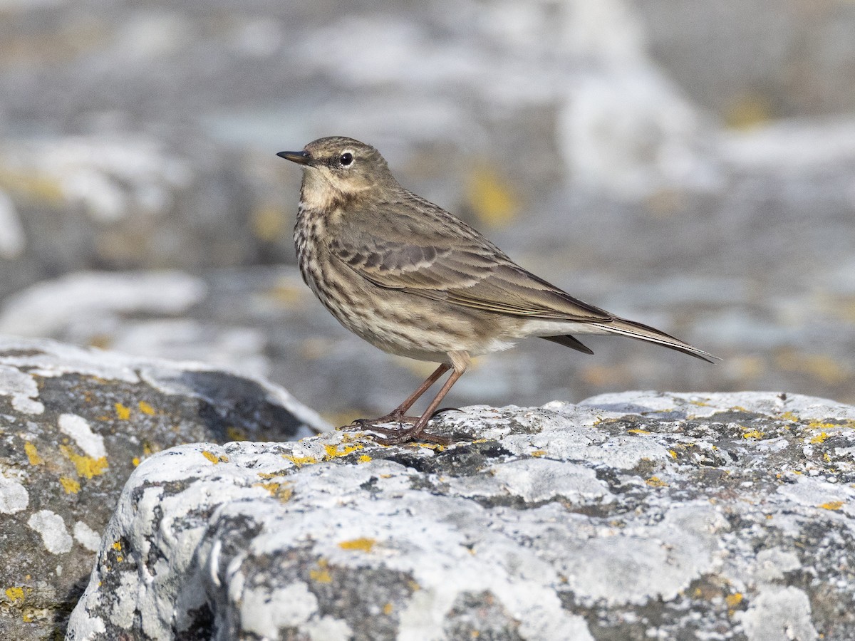 Rock Pipit - ML638835770