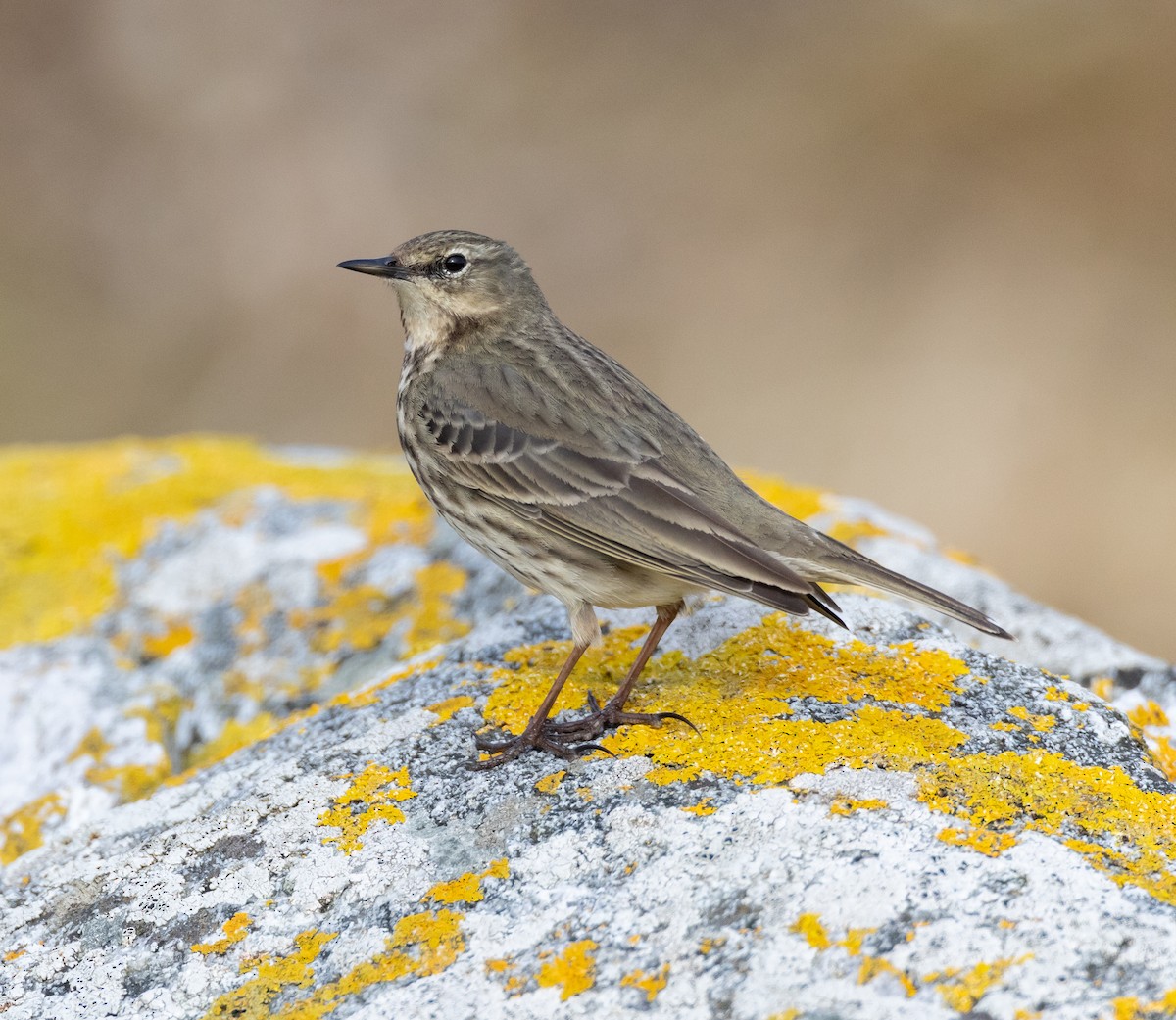 Rock Pipit - ML638835771