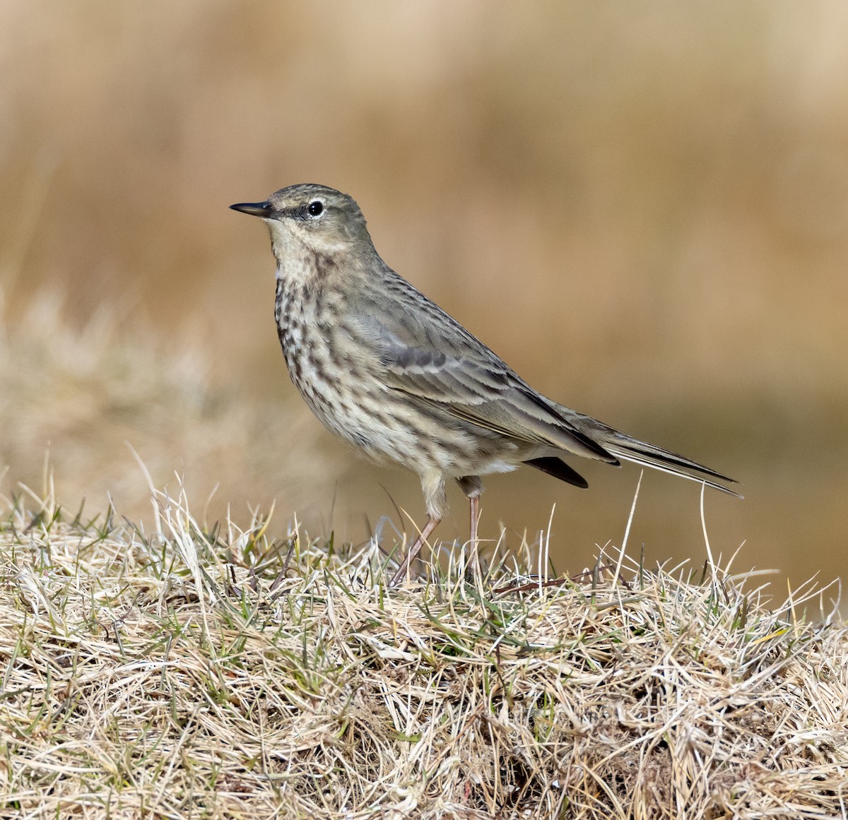 Rock Pipit - ML638835824