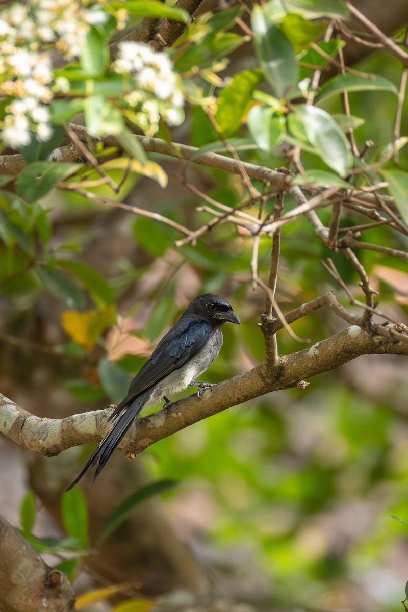 White-bellied Drongo - ML638835825