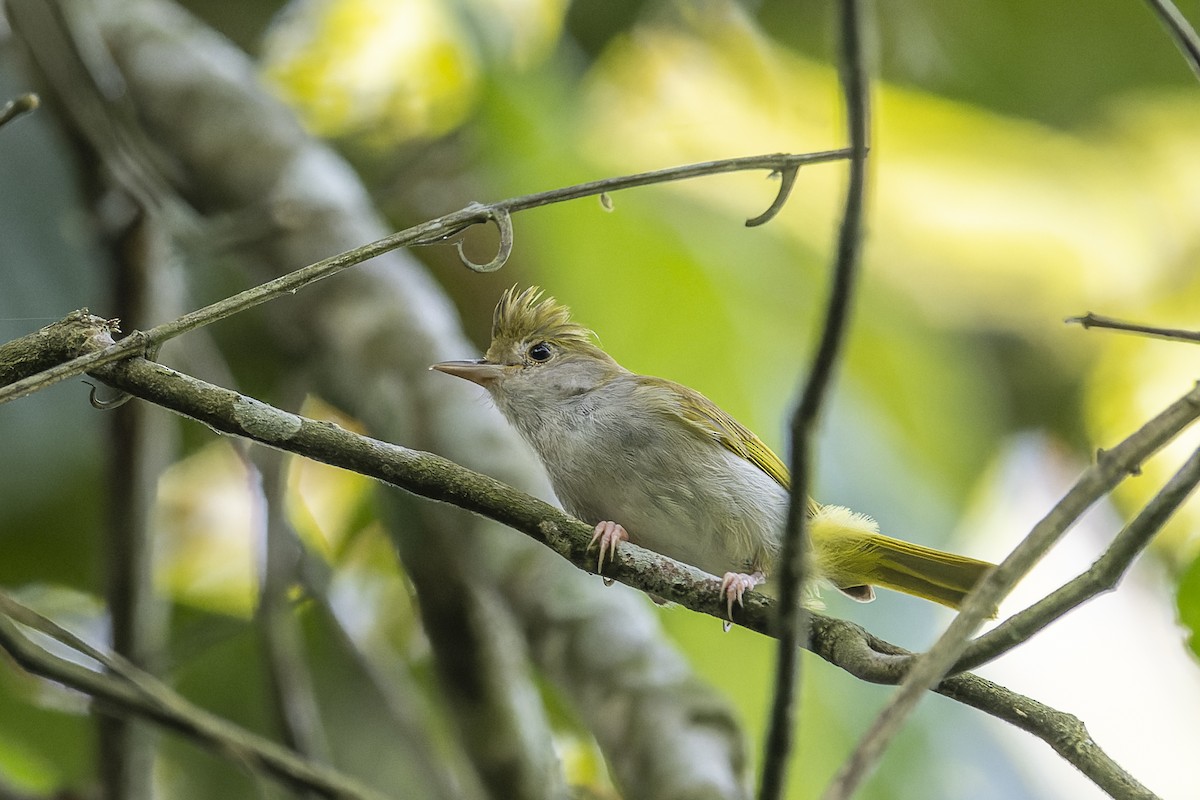 White-bellied Erpornis - ML638835843