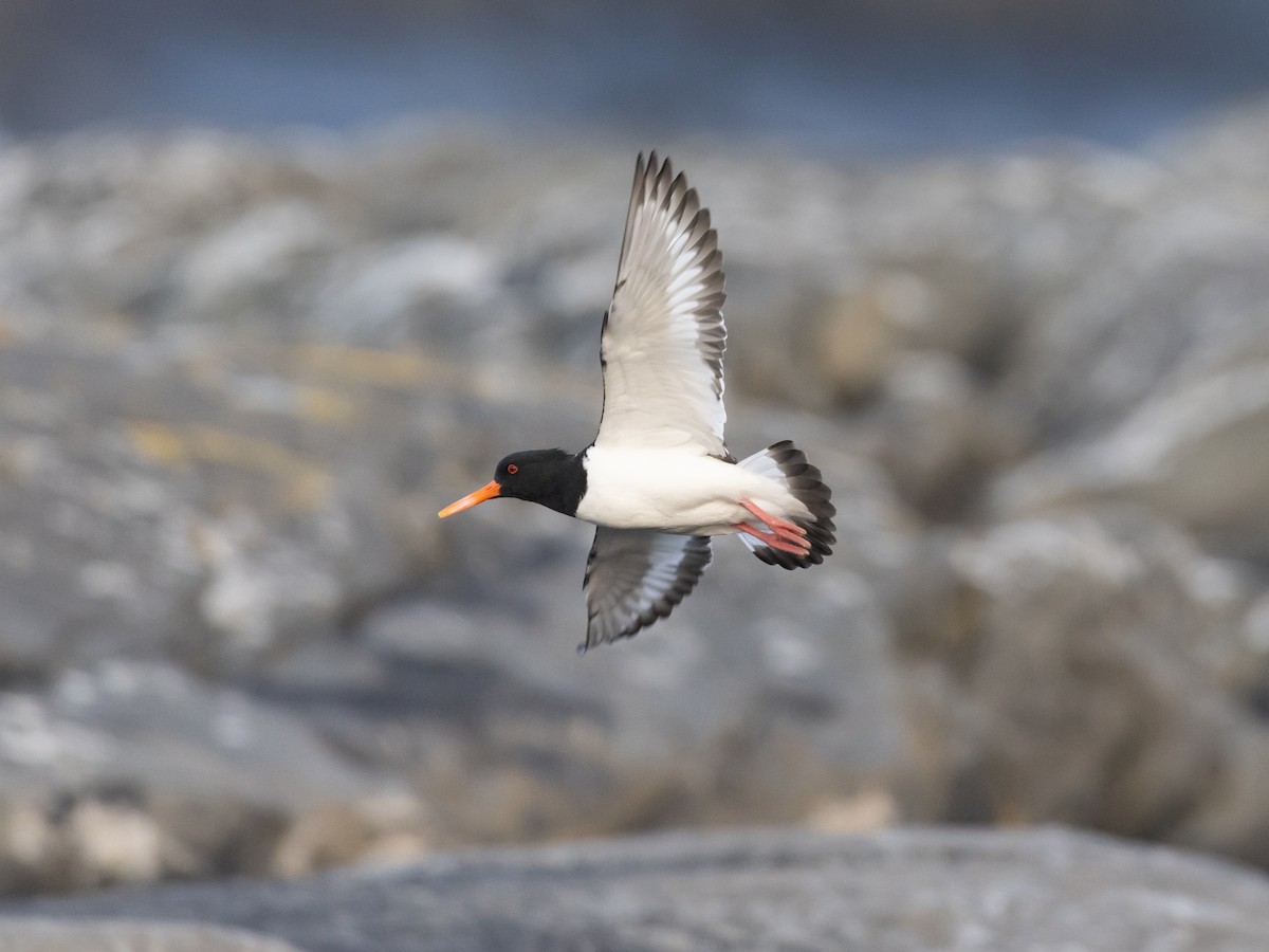 Eurasian Oystercatcher - ML638835846
