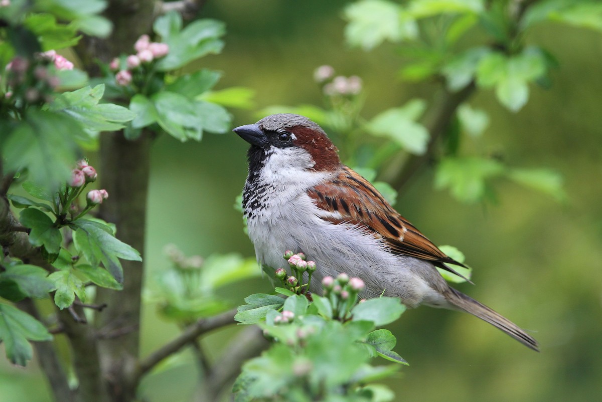 House Sparrow - ML63883591