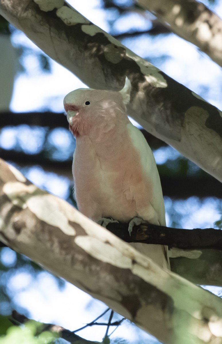 Pink Cockatoo - ML638835924