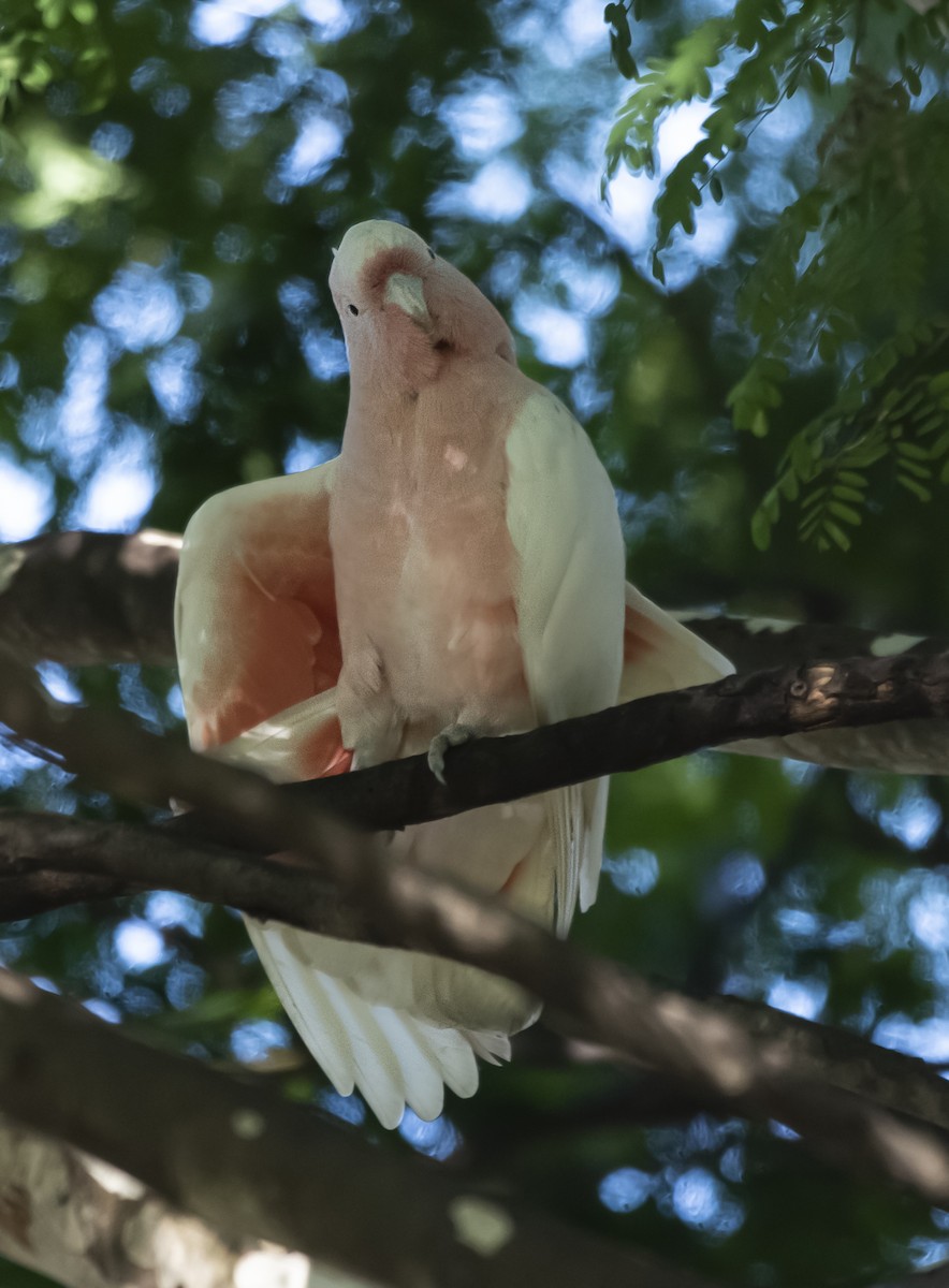 Pink Cockatoo - ML638835925