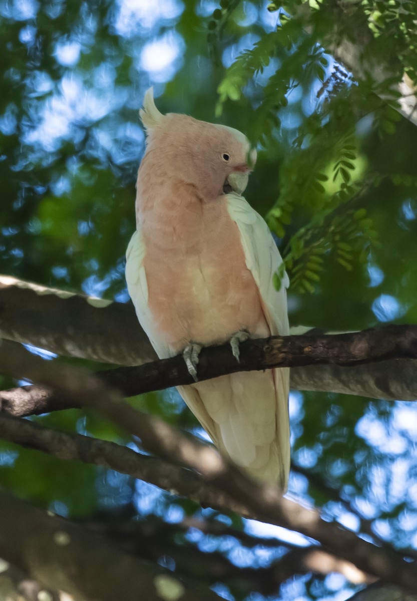 Pink Cockatoo - ML638835926