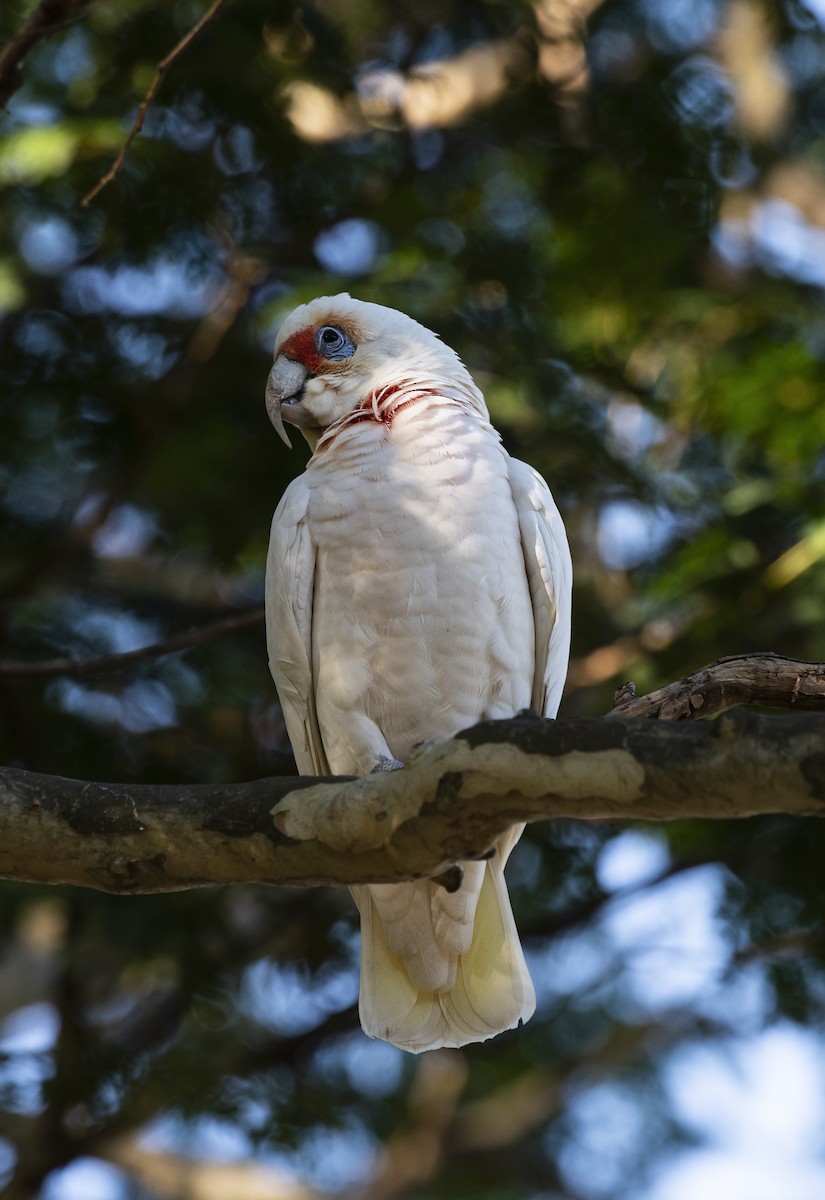 Long-billed Corella - ML638835934