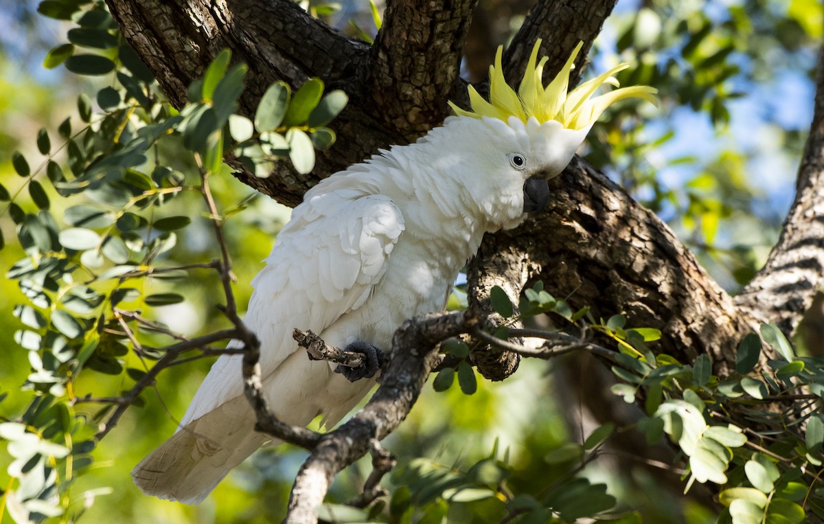 Sulphur-crested Cockatoo - ML638835938