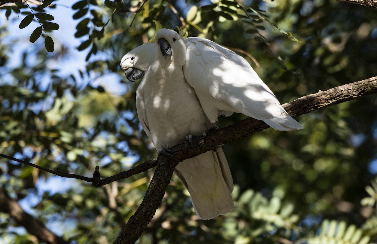 Sulphur-crested Cockatoo - ML638835939