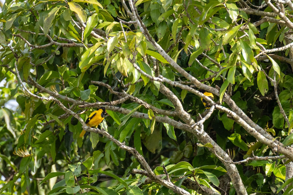 Black-hooded Oriole - ML638835957