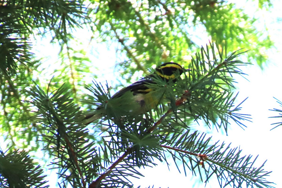Townsend's Warbler - ML638835996