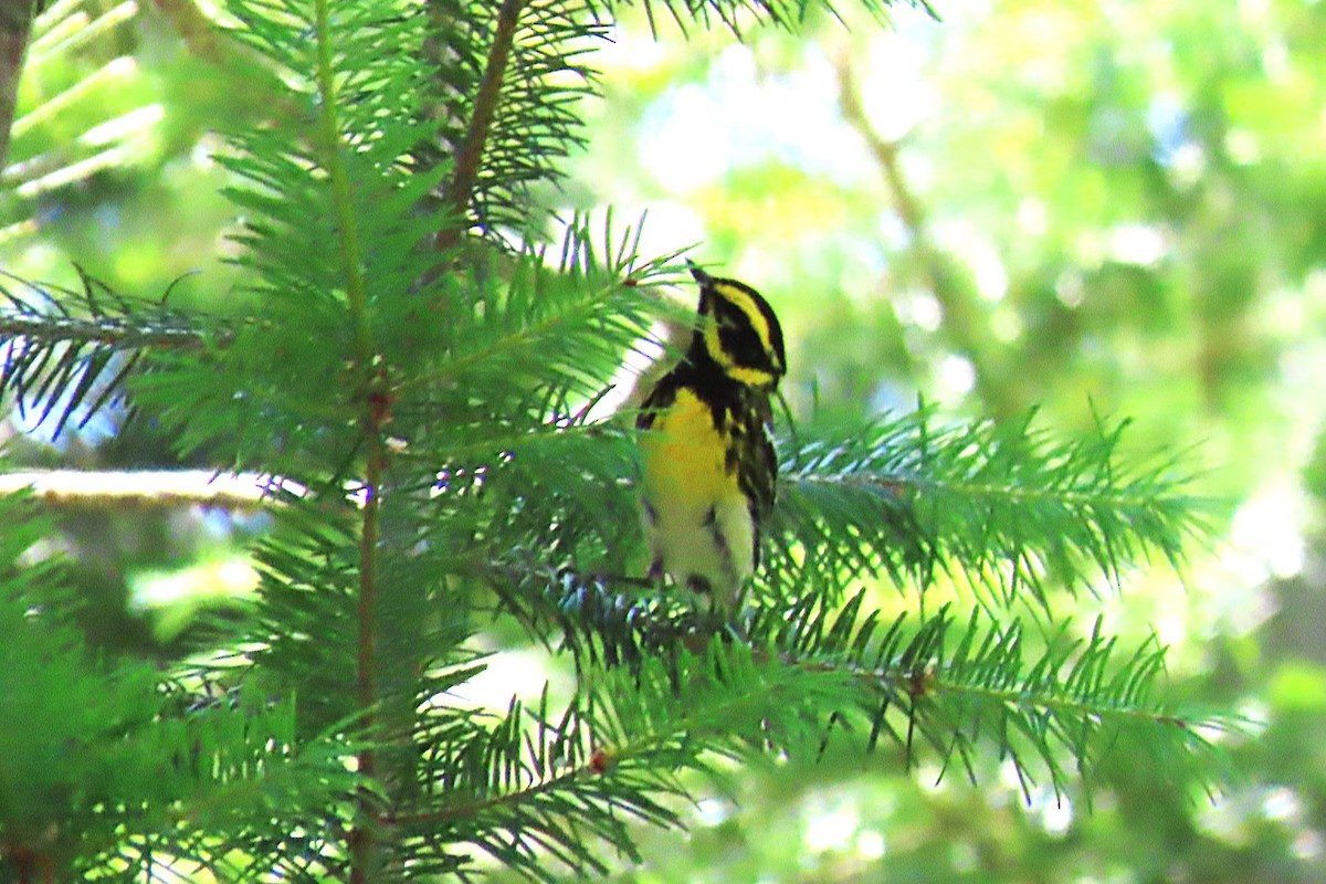Townsend's Warbler - ML638835997